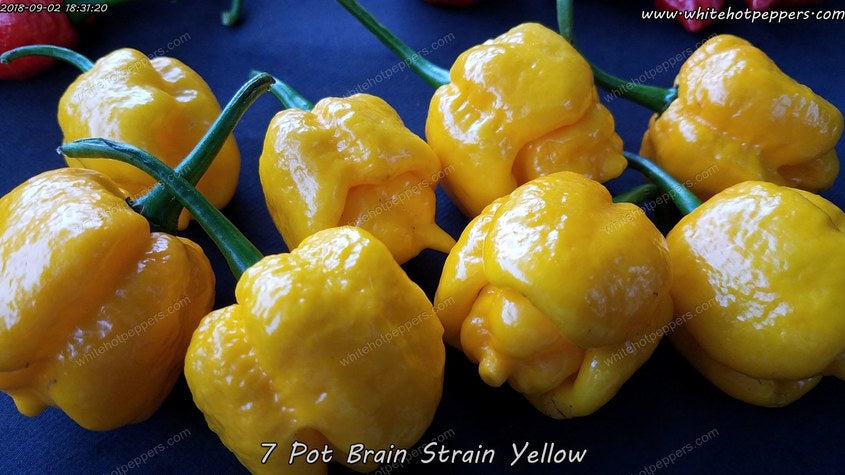 7 Pot Brain Strain Yellow - Pepper Seeds - White Hot Peppers