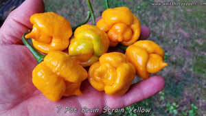 7 Pot Brain Strain Yellow - Pepper Seeds - White Hot Peppers