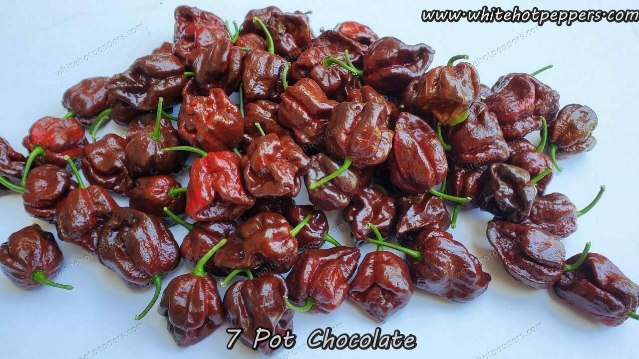 7 Pot Chocolate - Pepper Seeds - White Hot Peppers