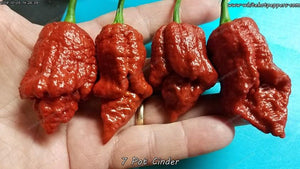 7 Pot Cinder - Pepper Seeds - White Hot Peppers