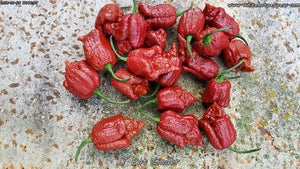 7 Pot Cinder - Pepper Seeds - White Hot Peppers