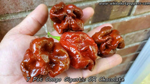 7 Pot Congo SR Gigantic Chocolate - Pepper Seeds - White Hot Peppers