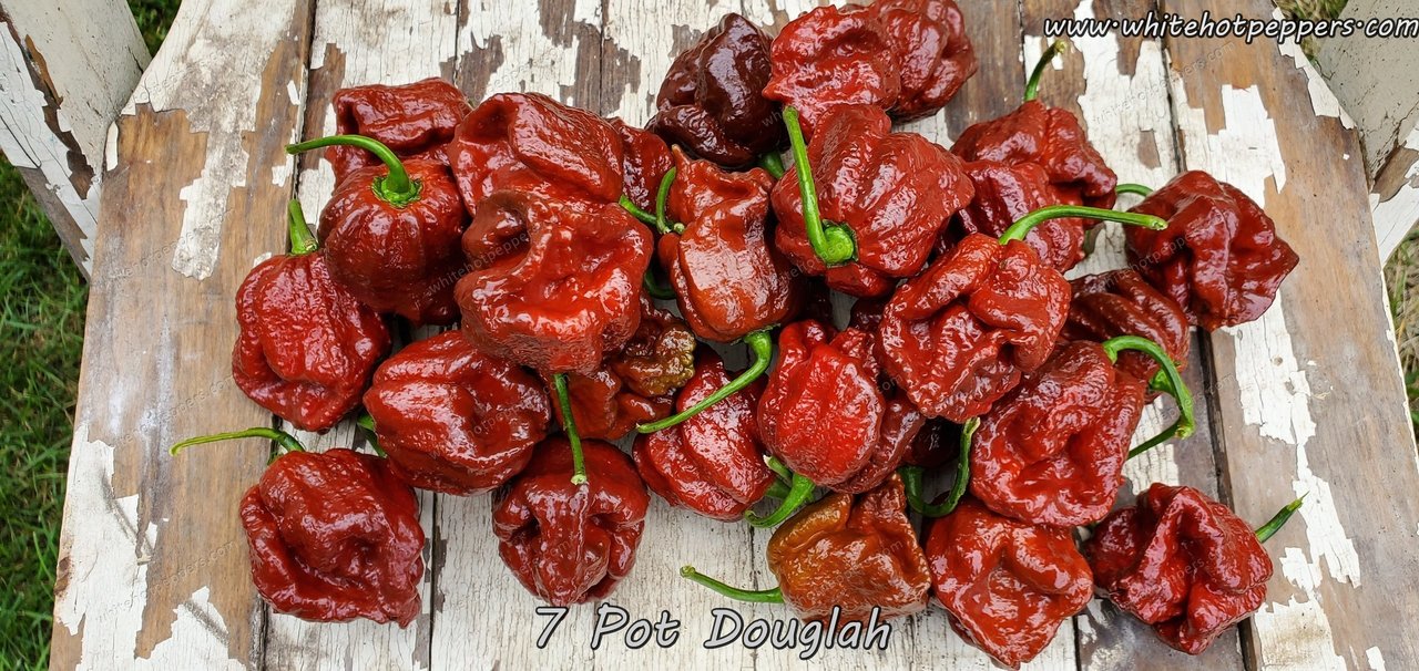 20 Fresh Super-Hot 7-Pot Douglah Premium Pepper Seeds - Extreme Heat, 2024 Harvest