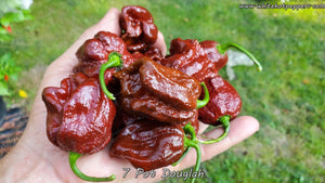7 Pot Douglah - Pepper Seeds - White Hot Peppers
