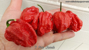 7 Pot Jonah - Pepper Seeds - White Hot Peppers