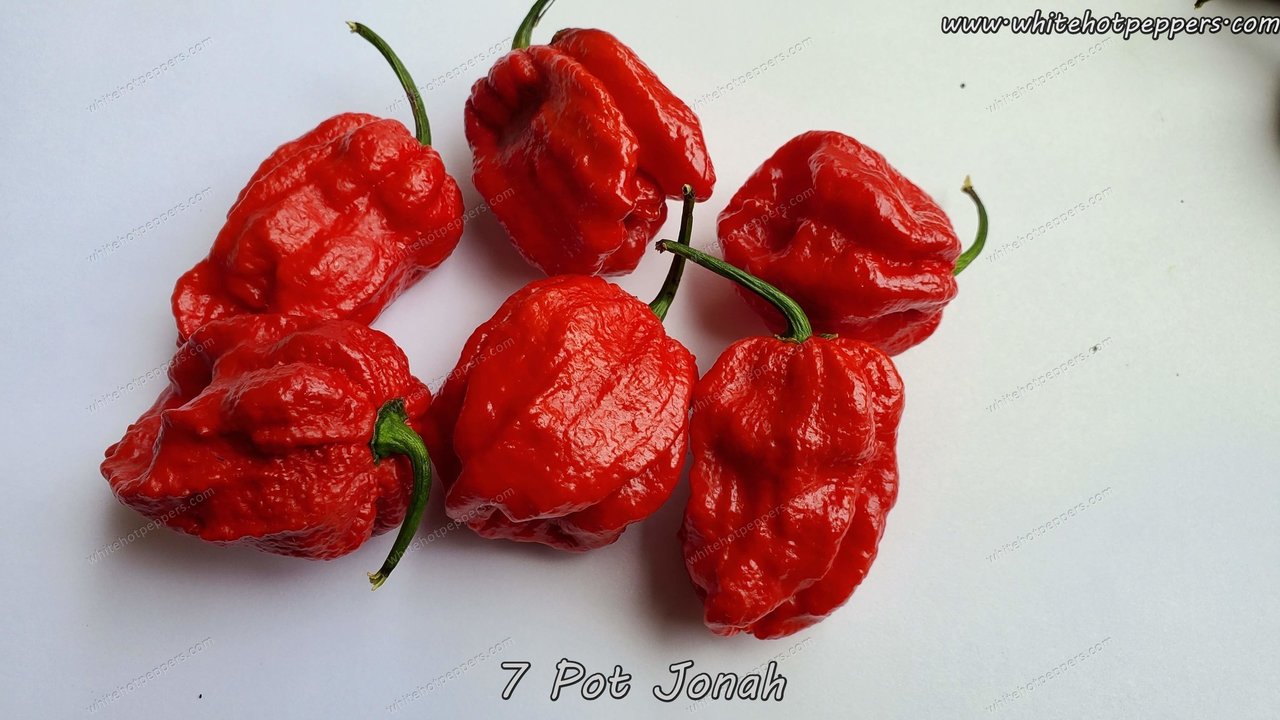 7 Pot Jonah - Pepper Seeds - White Hot Peppers