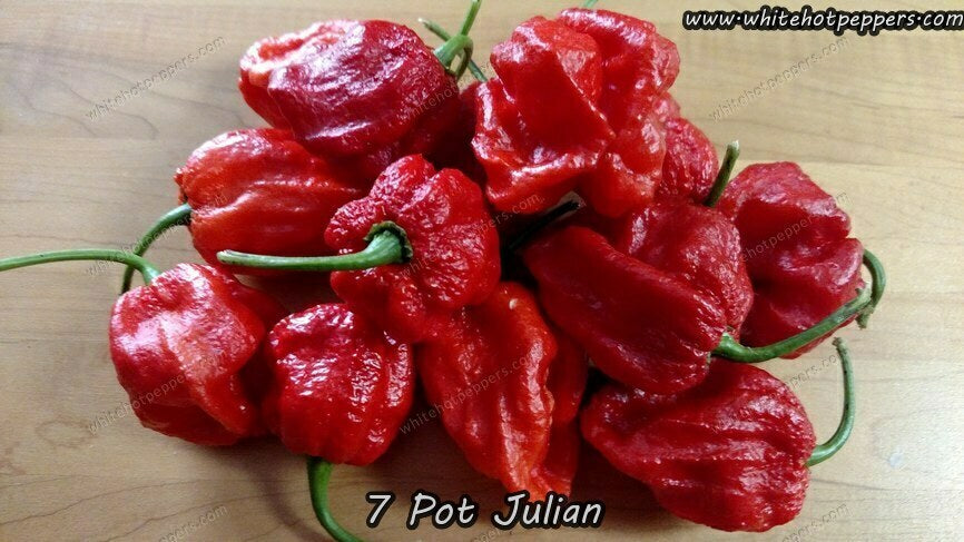 7 Pot Julian - Pepper Seeds - White Hot Peppers