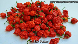 7 Pot Primo - Pepper Seeds - White Hot Peppers