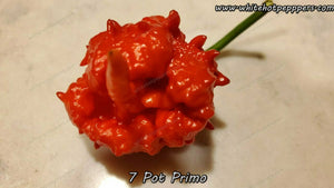 7 Pot Primo - Pepper Seeds - White Hot Peppers