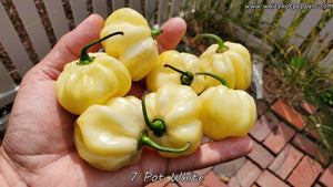 7 Pot White - Pepper Seeds - White Hot Peppers