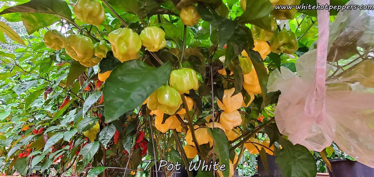 7 pot plant 7 Pot White