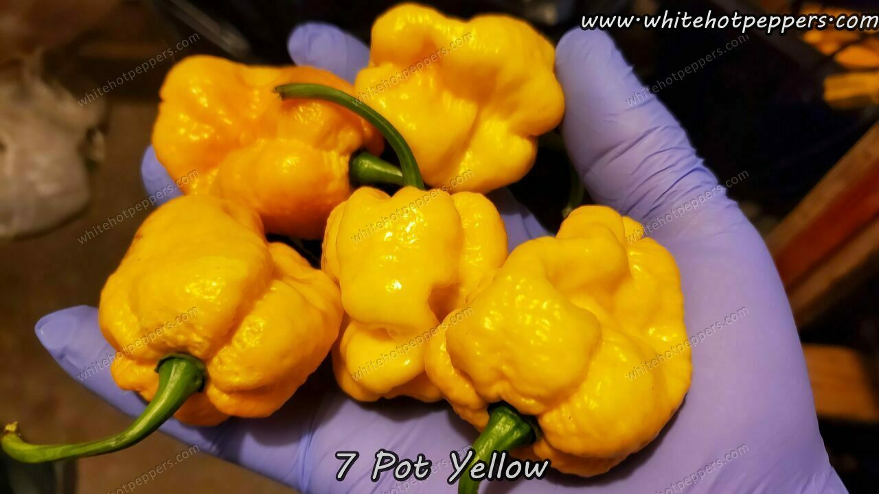 7 Pot Yellow - Pepper Seeds - White Hot Peppers