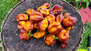7JPN - Pepper Seeds - White Hot Peppers