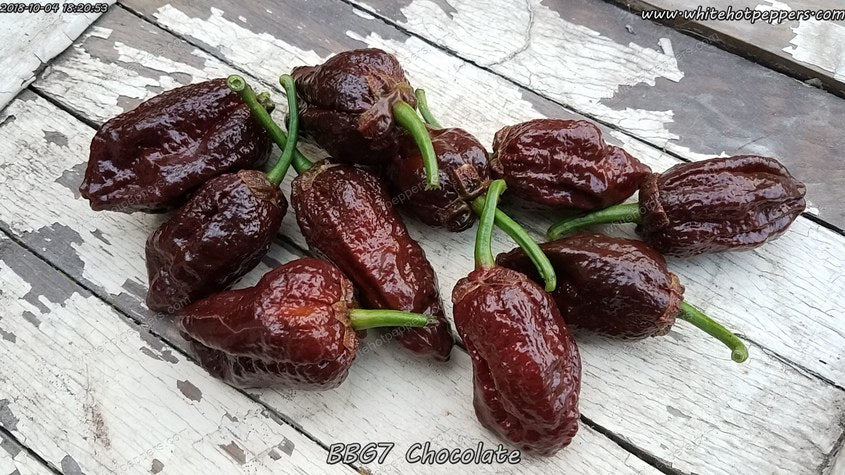 7 Pot Bubblegum (BBG7) Chocolate - Pepper Seeds - White Hot Peppers