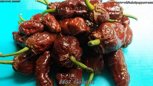7 Pot Bubblegum (BBG7) Chocolate - Pepper Seeds - White Hot Peppers