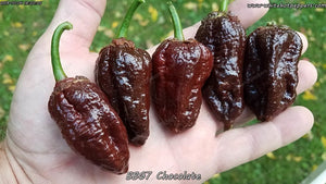 7 Pot Bubblegum (BBG7) Chocolate - Pepper Seeds - White Hot Peppers