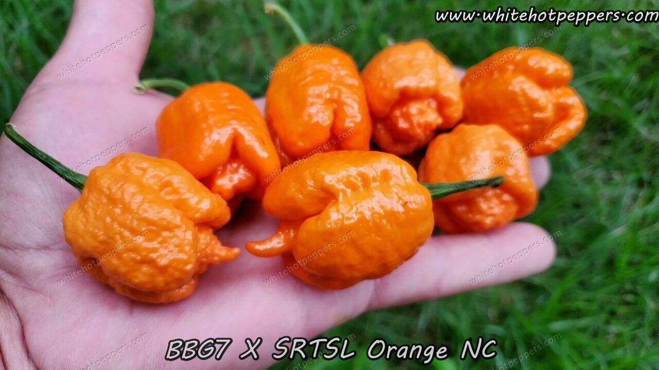7 Pot Bubblegum (BBG7) x SRTSL Orange (No Calyx) - Pepper Seeds - White Hot Peppers