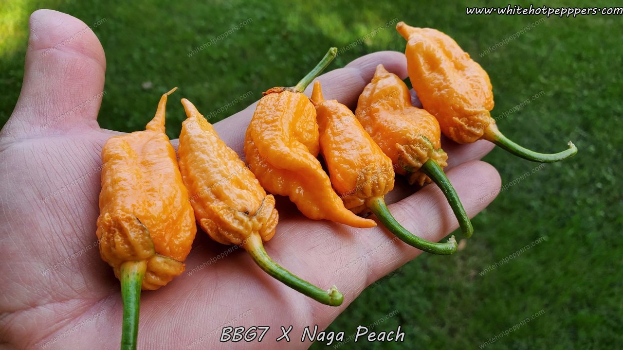 7 Pot Bubblegum (BBG7) x Naga (Peach) - Pepper Seeds - White Hot Peppers