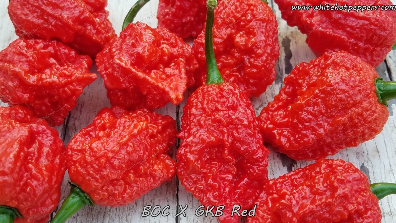 BOC x GKB Red - Pepper Seeds - White Hot Peppers