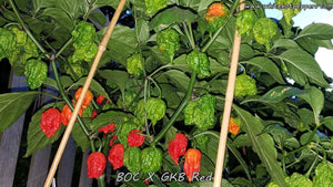 BOC x GKB Red - Pepper Seeds - White Hot Peppers