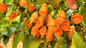 BOC x Reaper Orange - Pepper Seeds - White Hot Peppers