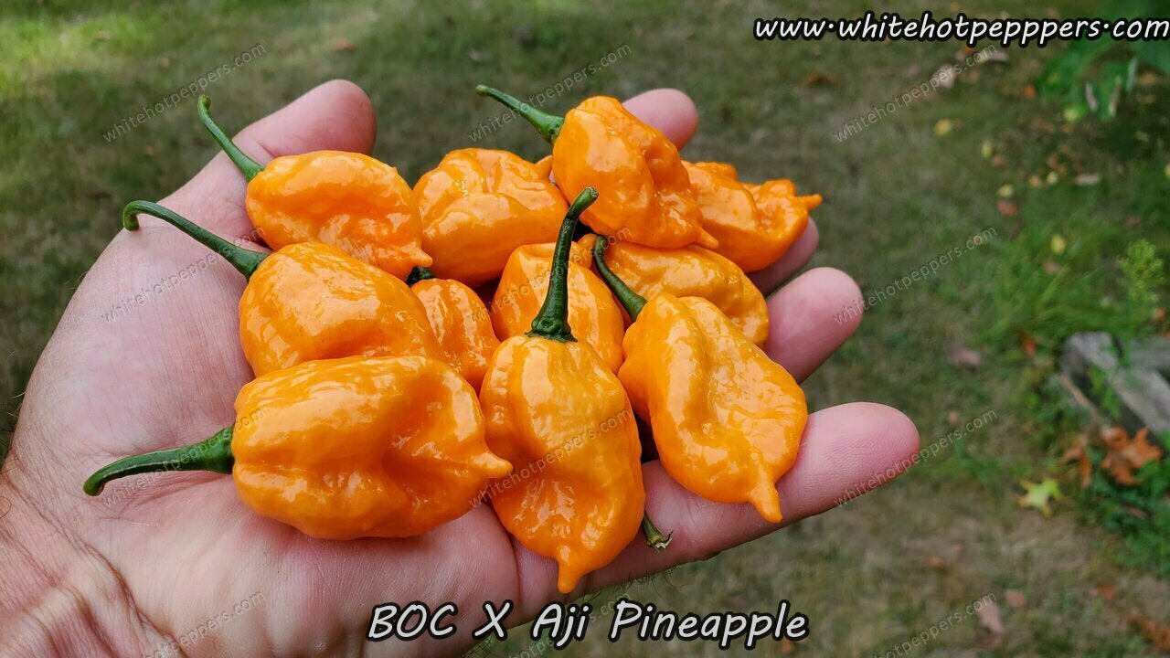 BOC x Aji Pineapple - Pepper Seeds - White Hot Peppers