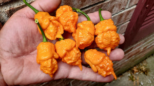 BOC x Reaper Orange - Pepper Seeds - White Hot Peppers