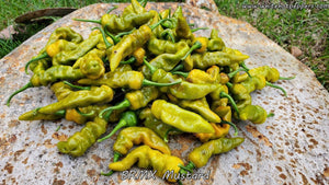 BRMX Mustard - Pepper Seeds - White Hot Peppers