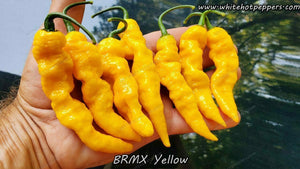 BRMX Yellow - Pepper Seeds - White Hot Peppers