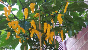 BRMX Yellow - Pepper Seeds - White Hot Peppers