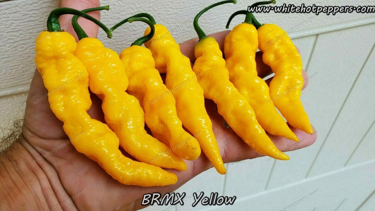 BRMX Yellow - Pepper Seeds - White Hot Peppers