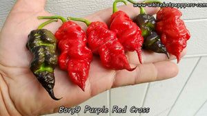 Borg 9 Purple/Red - Pepper Seeds - White Hot Peppers