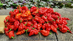 Borg 9 Purple/Red - Pepper Seeds - White Hot Peppers