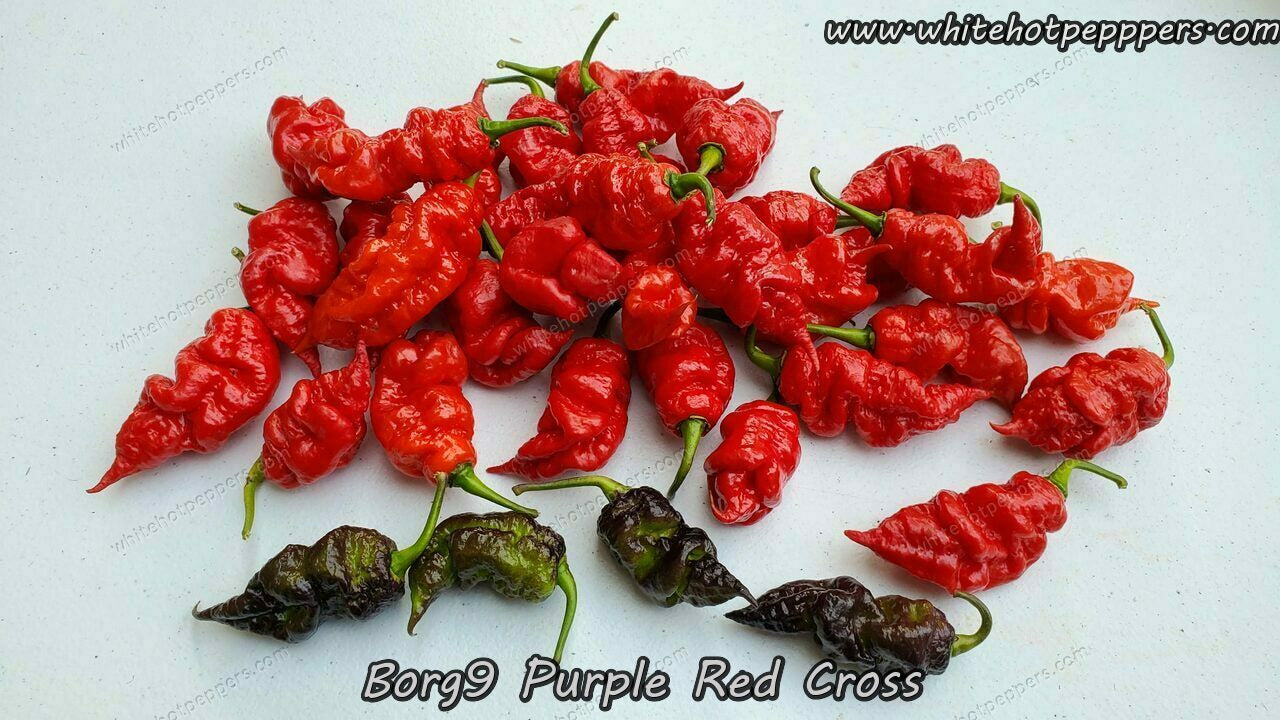 Borg 9 Purple/Red - Pepper Seeds - White Hot Peppers