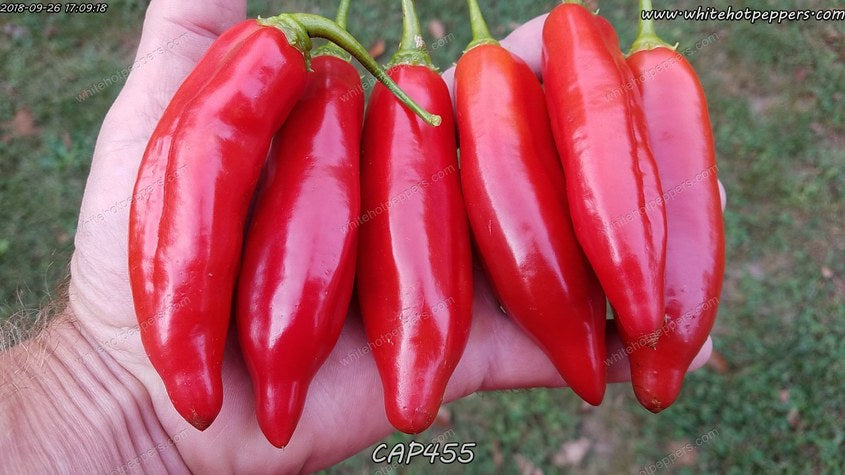 CAP 455 - Pepper Seeds - White Hot Peppers