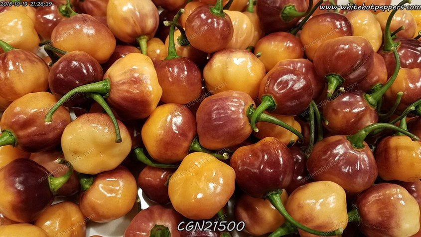 CGN 21500 - Pepper Seeds - White Hot Peppers