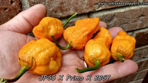 JPGS x Primo x BBG7 - Pepper Seeds - White Hot Peppers