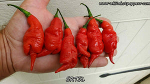 SRTSL - Pepper Seeds - White Hot Peppers