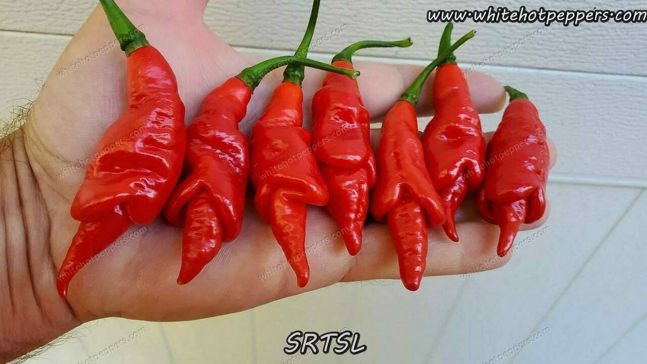 SRTSL - Pepper Seeds - White Hot Peppers