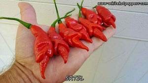 SRTSL - Pepper Seeds - White Hot Peppers