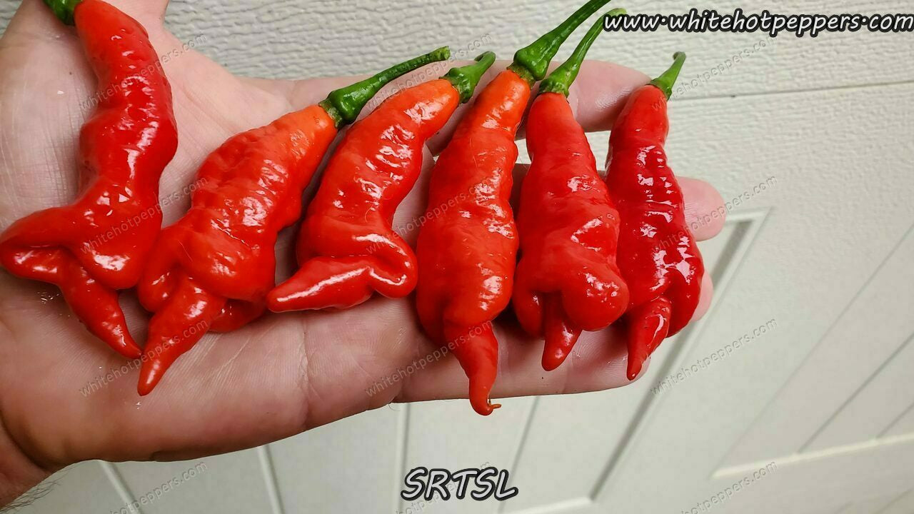 SRTSL - Pepper Seeds - White Hot Peppers