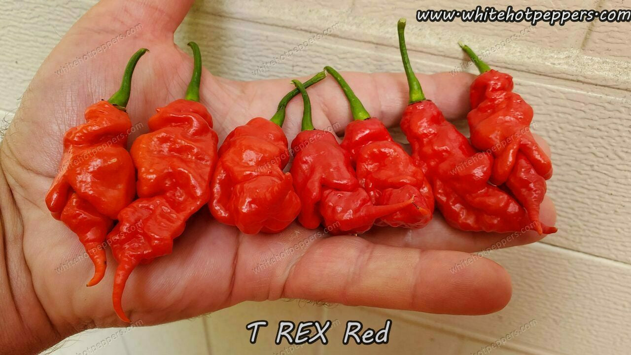 T-REX Red - Pepper Seeds - White Hot Peppers