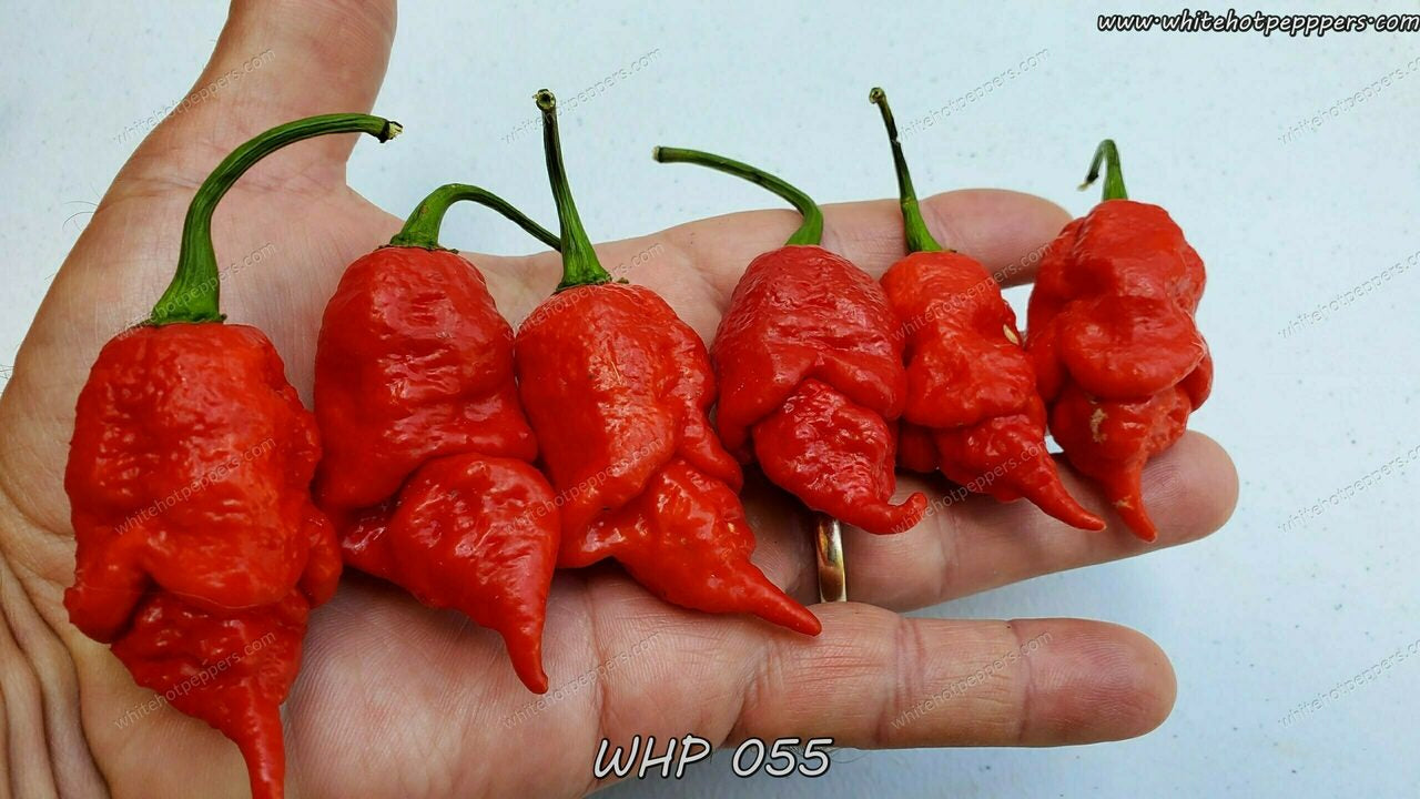 WHP 055 - Pepper Seeds - White Hot Peppers