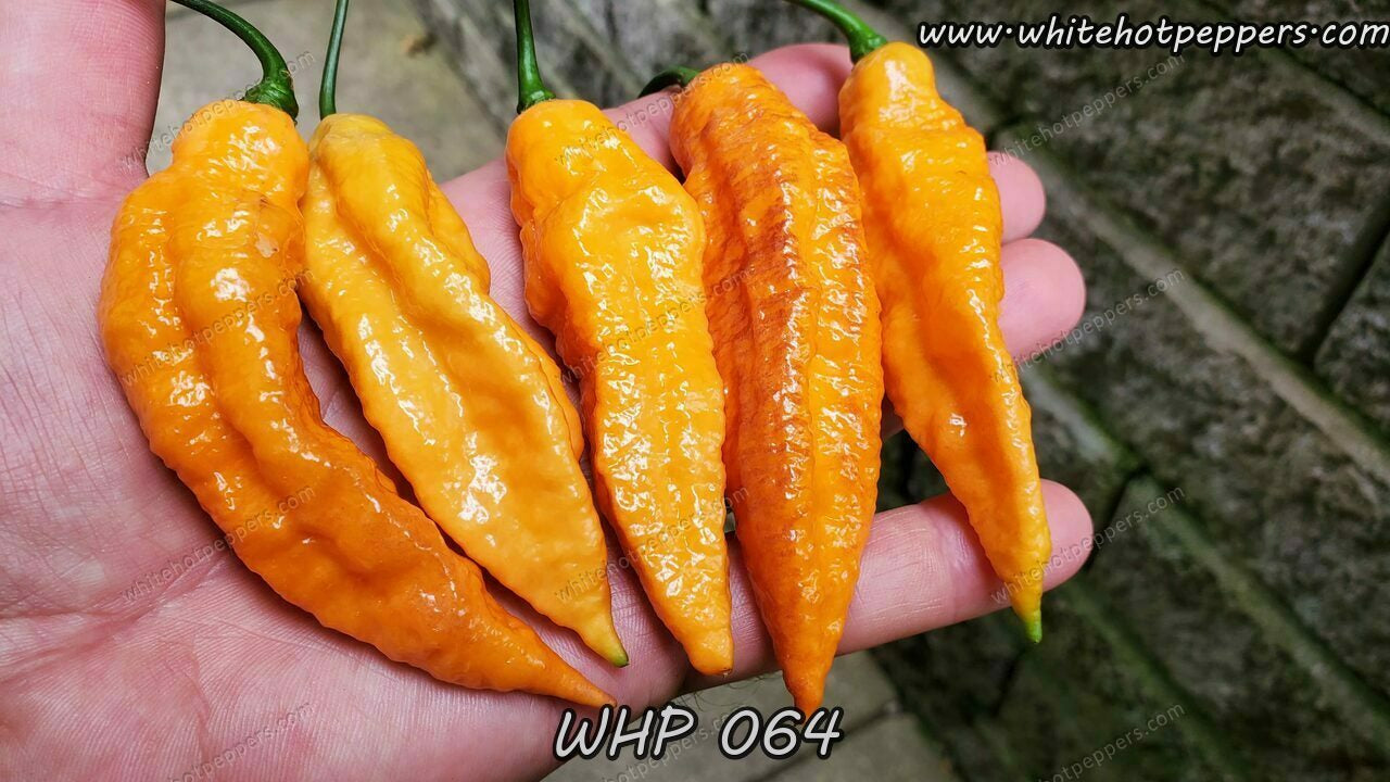 WHP 064 - Pepper Seeds - White Hot Peppers