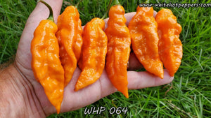 WHP 064 - Pepper Seeds - White Hot Peppers