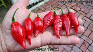 Agata's Tongue (Big Chupe) - Pepper Seeds - White Hot Peppers