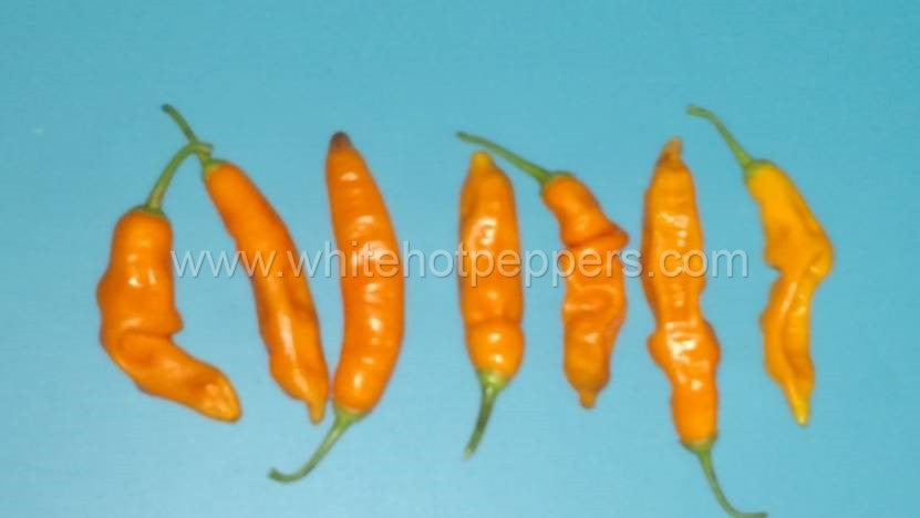 Aji Ahuachapan - Pepper Seeds - White Hot Peppers