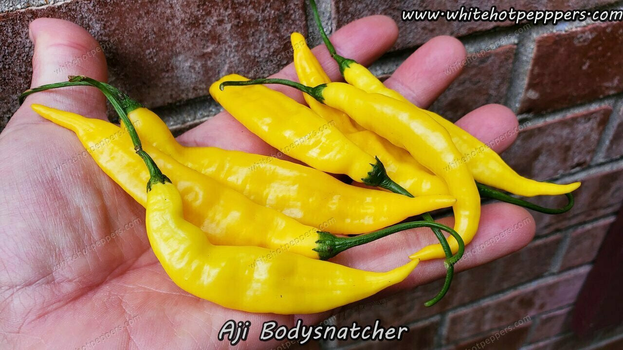 Aji Bodysnatcher - Pepper Seeds - White Hot Peppers