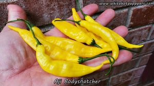Aji Bodysnatcher - Pepper Seeds - White Hot Peppers