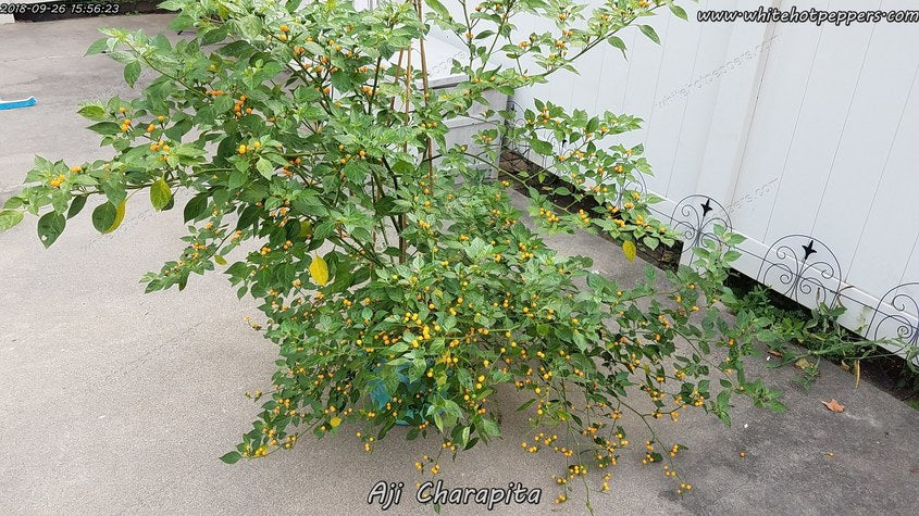 charapita plant Aji Charapita
